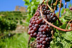 Brexit sector vino